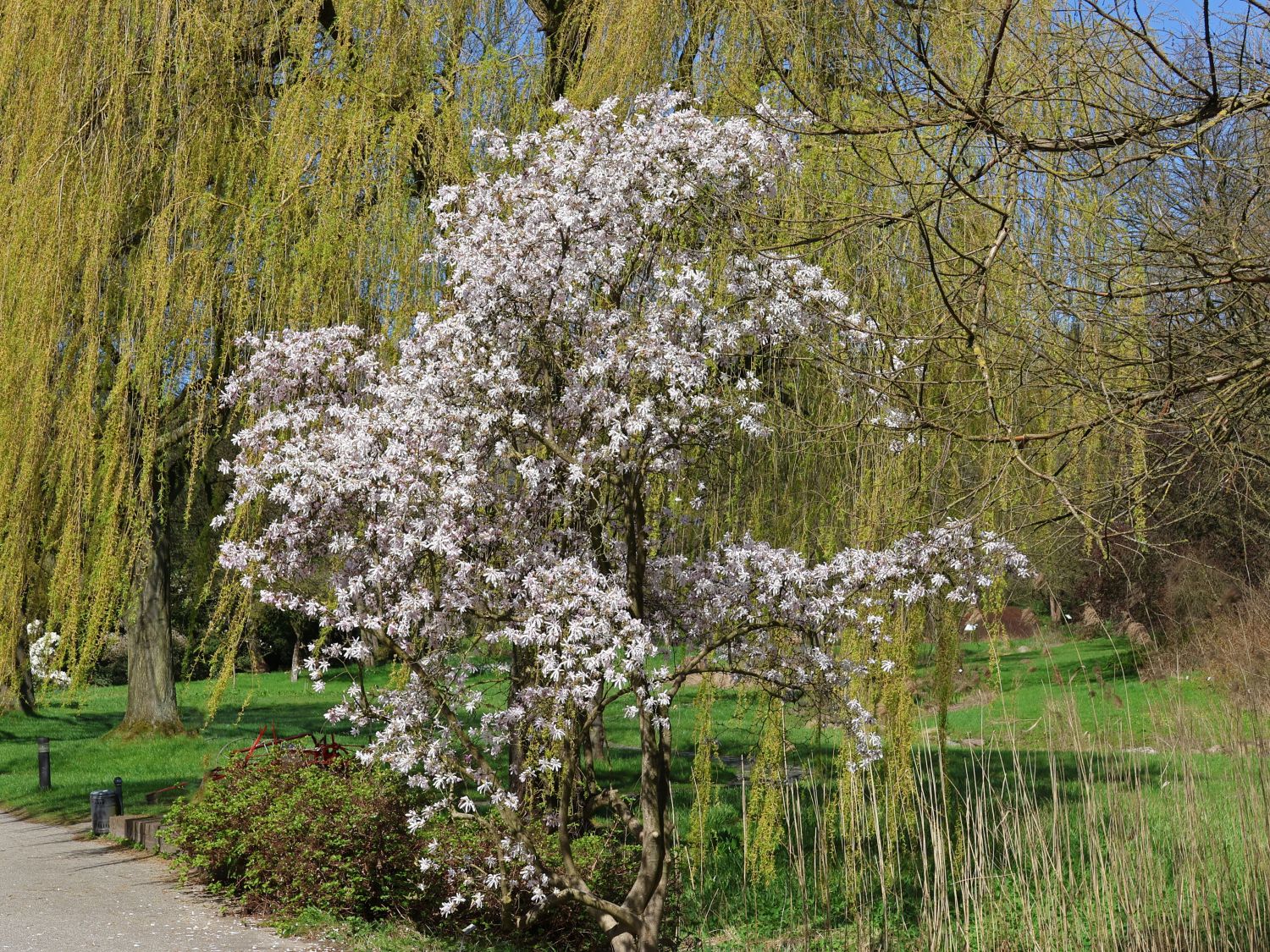 Magnolie 'Rosea Jane Platt' - Magnolia 'Rosea Jane Platt'