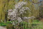Magnolie 'Rosea Jane Platt' - Magnolia 'Rosea Jane Platt'