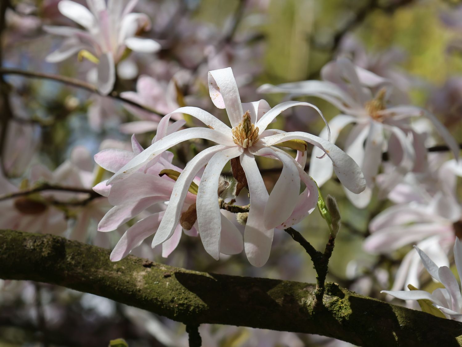 Magnolie 'Rosea Jane Platt' - Magnolia 'Rosea Jane Platt'