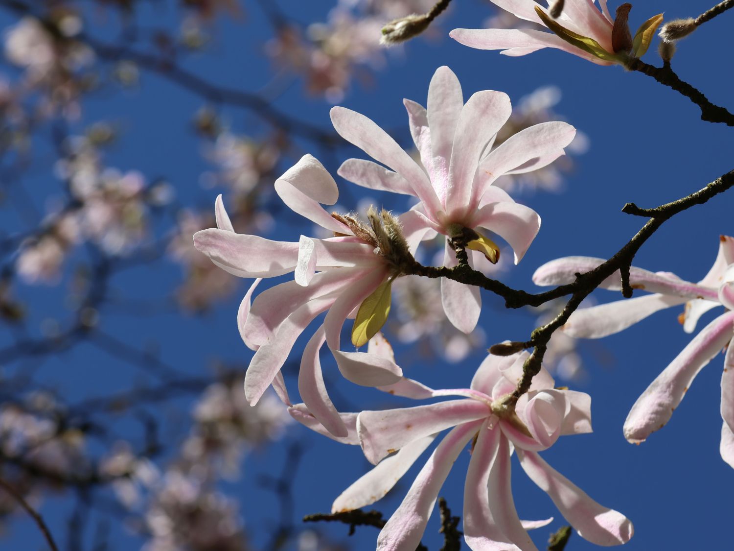 Magnolie 'Rosea Jane Platt' - Magnolia 'Rosea Jane Platt'