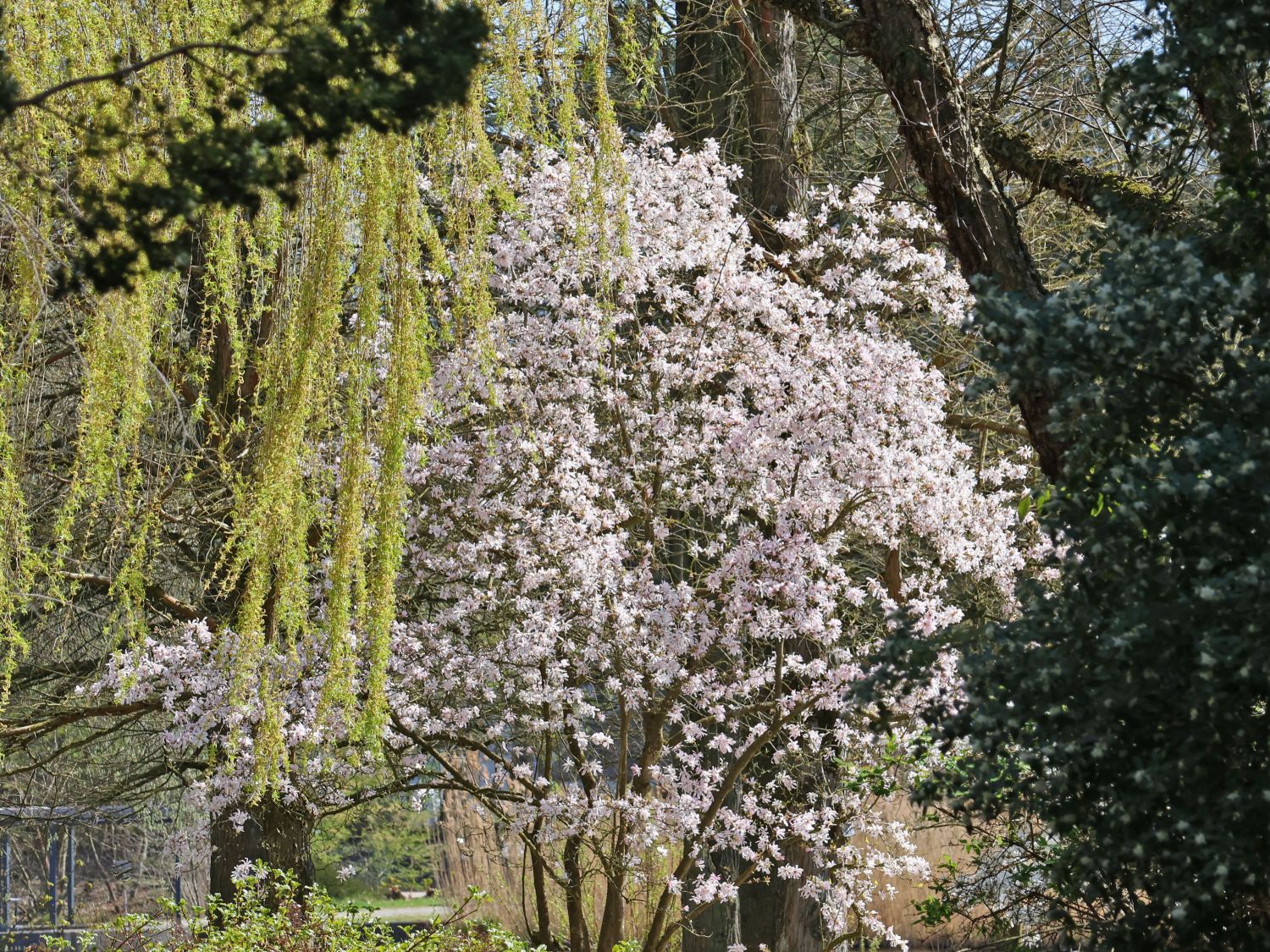 Magnolie 'Rosea Jane Platt' - Magnolia 'Rosea Jane Platt'