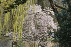 Magnolie 'Rosea Jane Platt' - Magnolia 'Rosea Jane Platt'