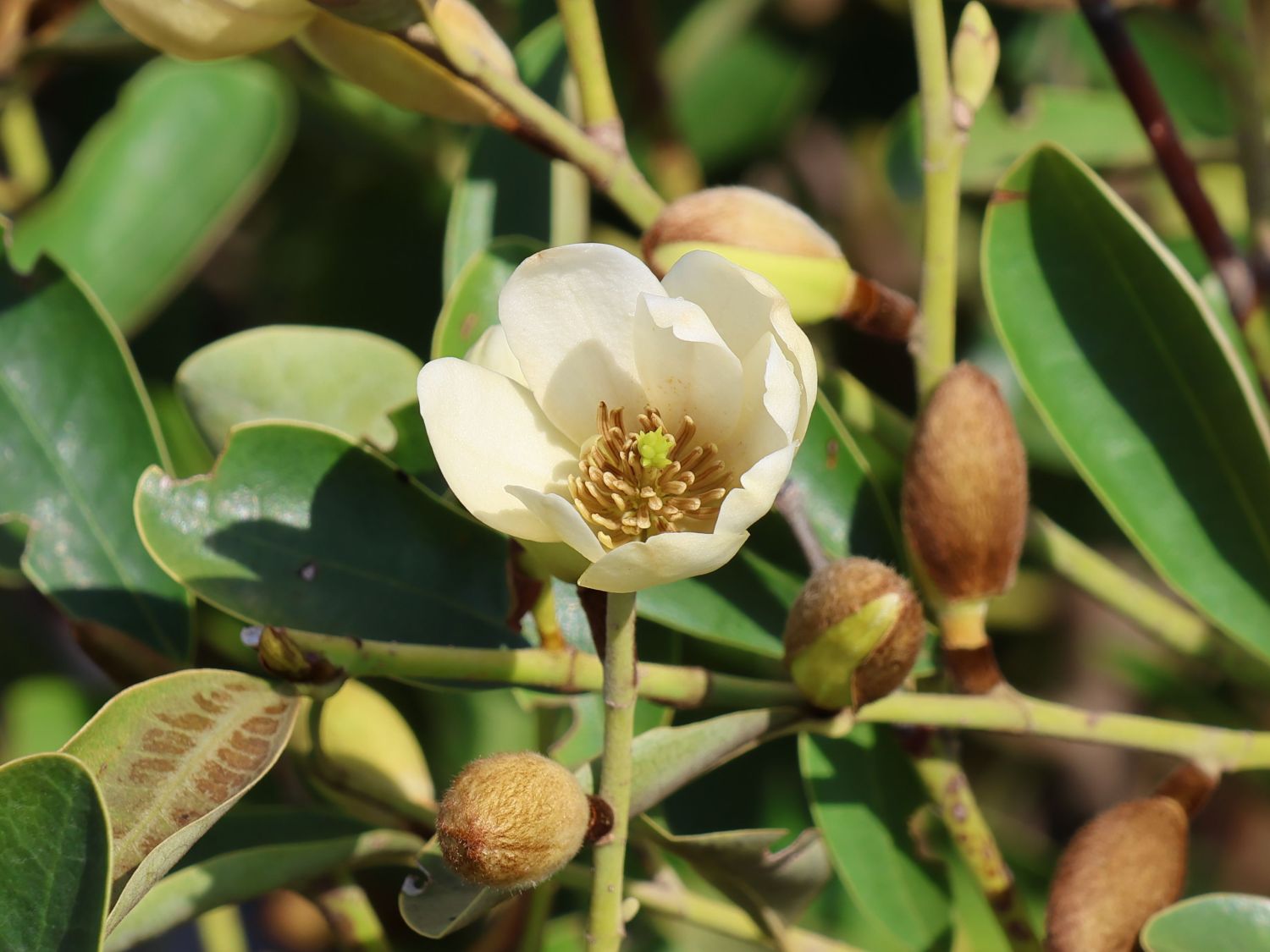 Magnolie 'Vanilla Pearls'
