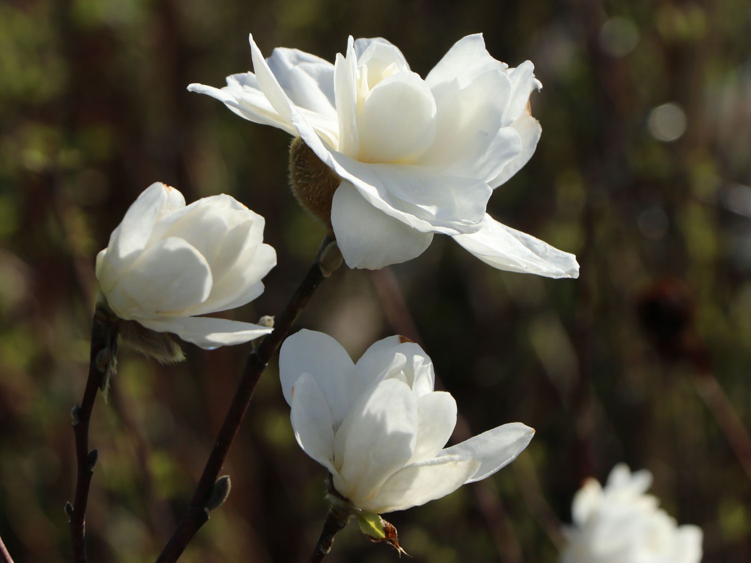 Magnolie 'White Rose' - Magnolia x loebneri 'White Rose'