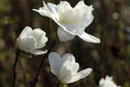 Magnolie 'White Rose' - Magnolia x loebneri 'White Rose'
