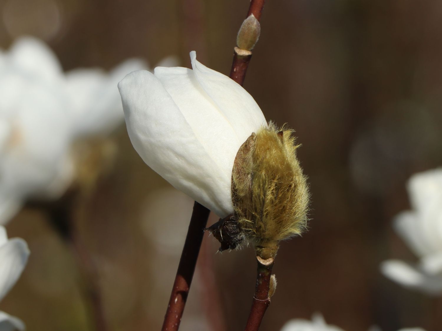 Magnolie 'White Rose' - Magnolia x loebneri 'White Rose'