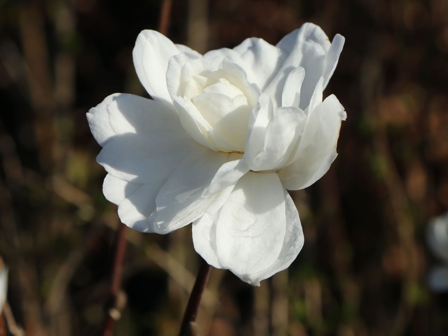 Magnolie 'White Rose' - Magnolia x loebneri 'White Rose'