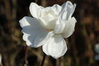 Magnolie 'White Rose' - Magnolia x loebneri 'White Rose'