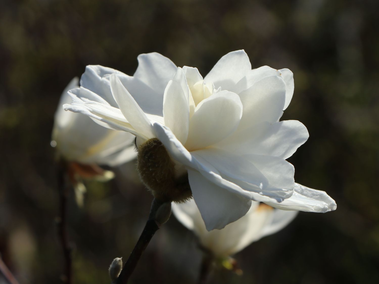 Magnolie 'White Rose' - Magnolia x loebneri 'White Rose'
