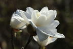 Magnolie 'White Rose' - Magnolia x loebneri 'White Rose'