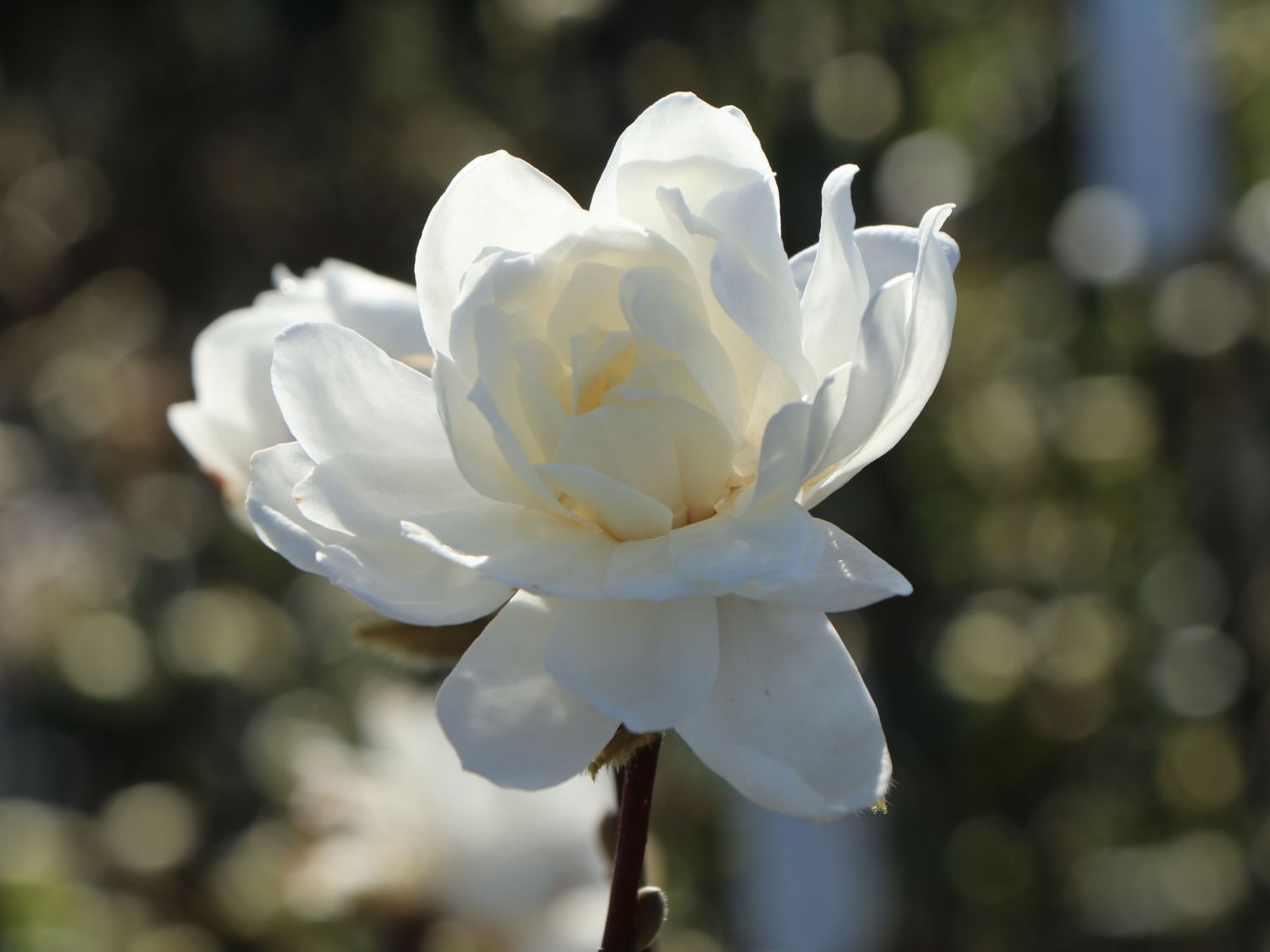 Magnolie 'White Rose' - Magnolia x loebneri 'White Rose'