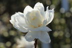 Magnolie 'White Rose' - Magnolia x loebneri 'White Rose'