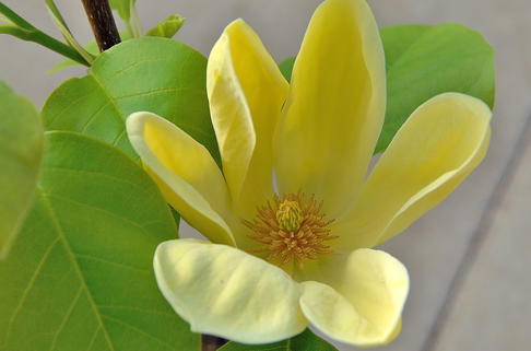 Magnolie 'Yellow Bird' - Magnolia 'Yellow Bird'