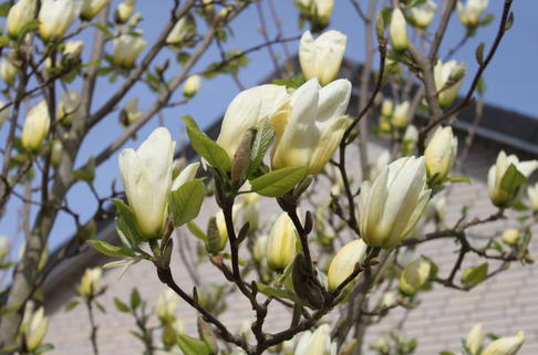 Magnolie 'Yellow River' - Magnolia 'Yellow River'