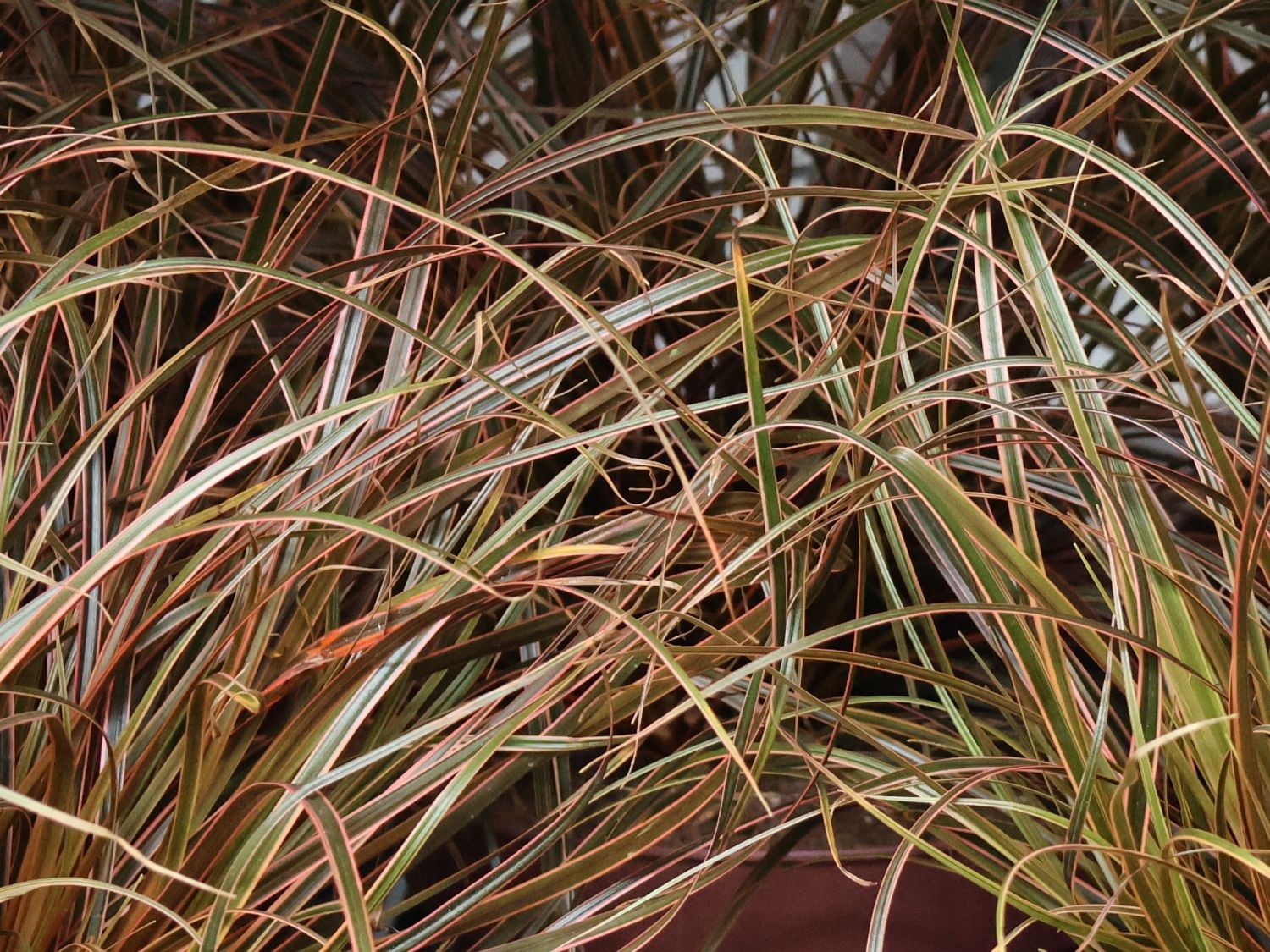 Mahagonigras 'Everflame' - Uncinia rubra 'Everflame'