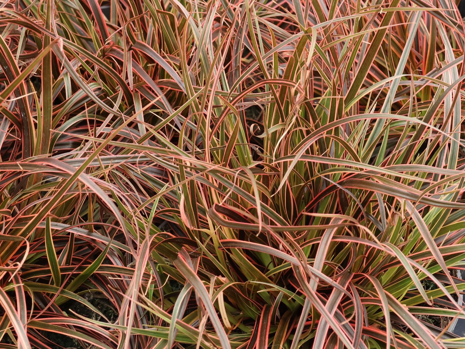 Mahagonigras 'Everflame' - Uncinia rubra 'Everflame'