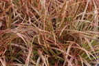 Mahagonigras 'Everflame' - Uncinia rubra 'Everflame'