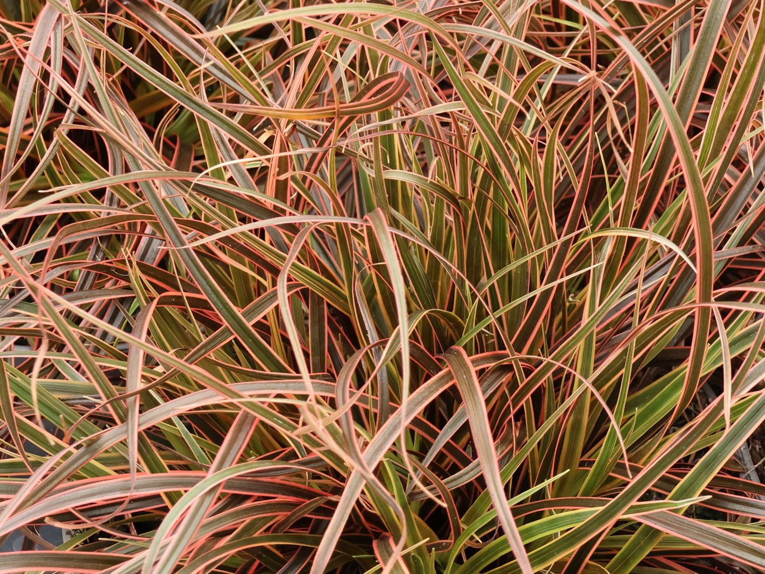 Mahagonigras 'Everflame' - Uncinia rubra 'Everflame'