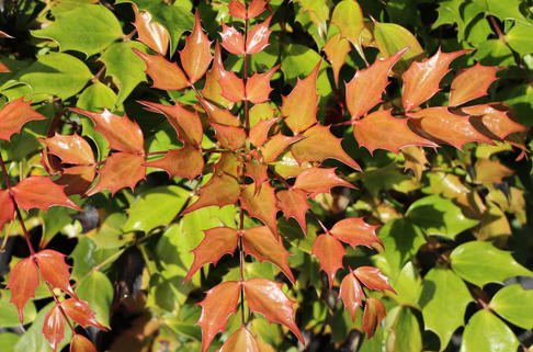 Mahonie 'Cabaret' - Mahonia nitens 'Cabaret'