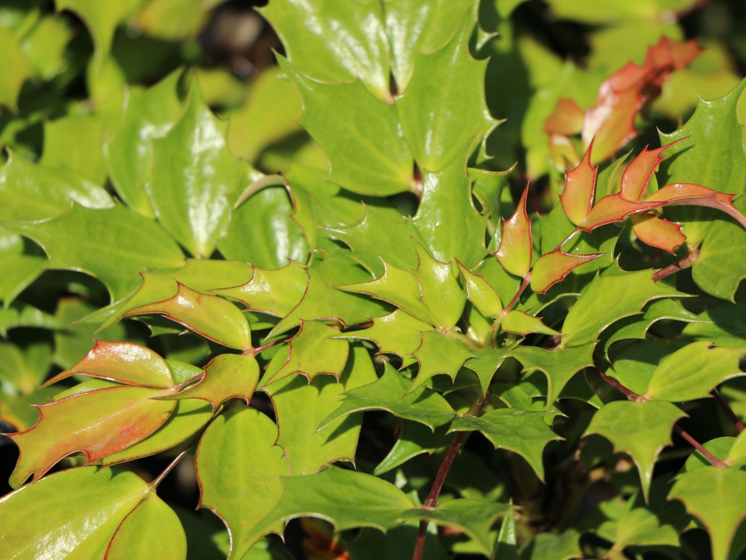 Mahonie 'Cabaret' - Mahonia nitens 'Cabaret'