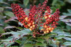 Mahonie 'Cabaret' - Mahonia nitens 'Cabaret'