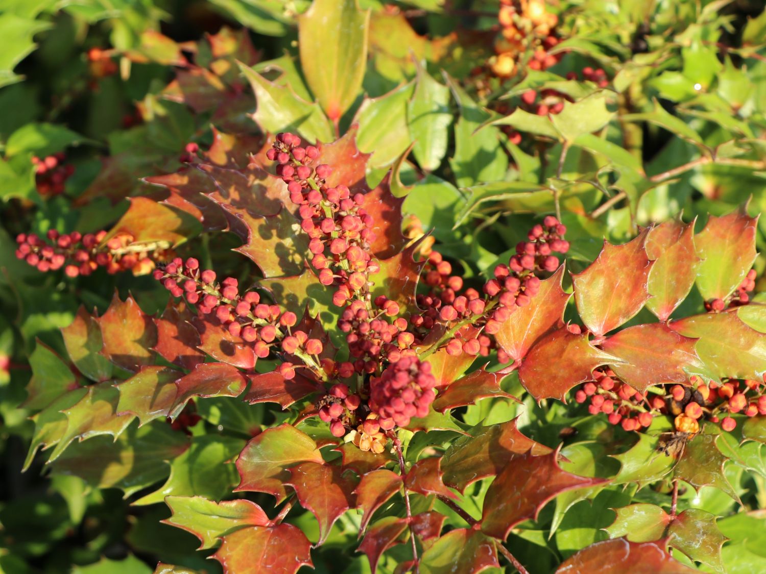 Mahonie 'Cabaret' - Mahonia nitens 'Cabaret'