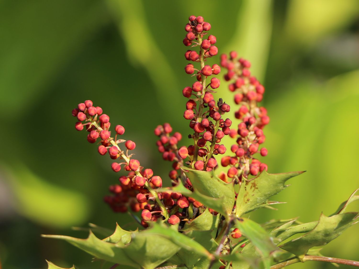 Mahonie 'Cabaret' - Mahonia nitens 'Cabaret'