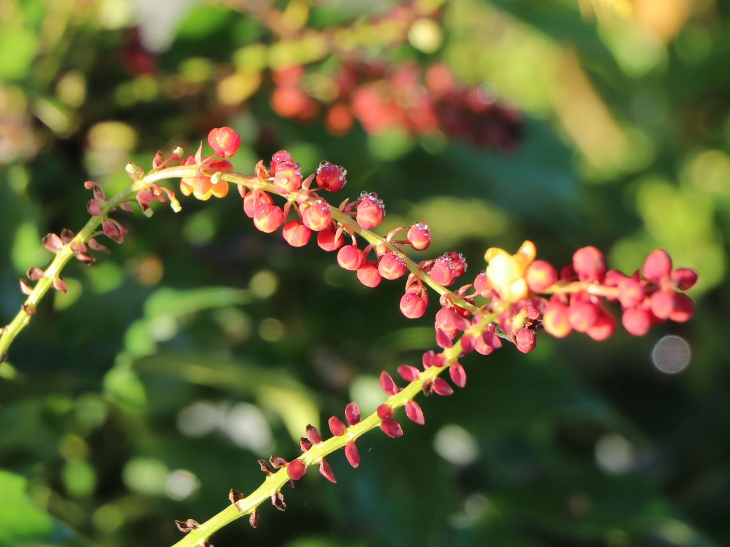 Mahonie 'Cabaret' - Mahonia nitens 'Cabaret'