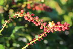 Mahonie 'Cabaret' - Mahonia nitens 'Cabaret'