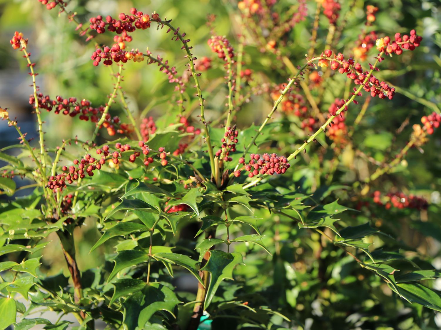 Mahonie 'Cabaret' - Mahonia nitens 'Cabaret'