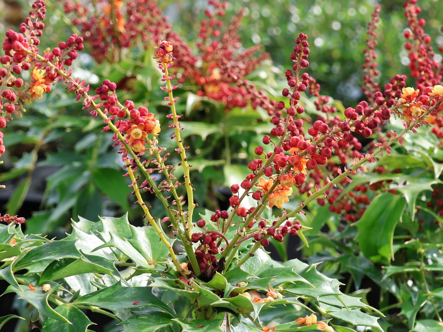 Mahonie 'Cabaret' - Mahonia nitens 'Cabaret'