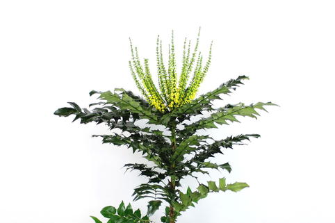 Mahonie 'Charity' - Mahonia media 'Charity'