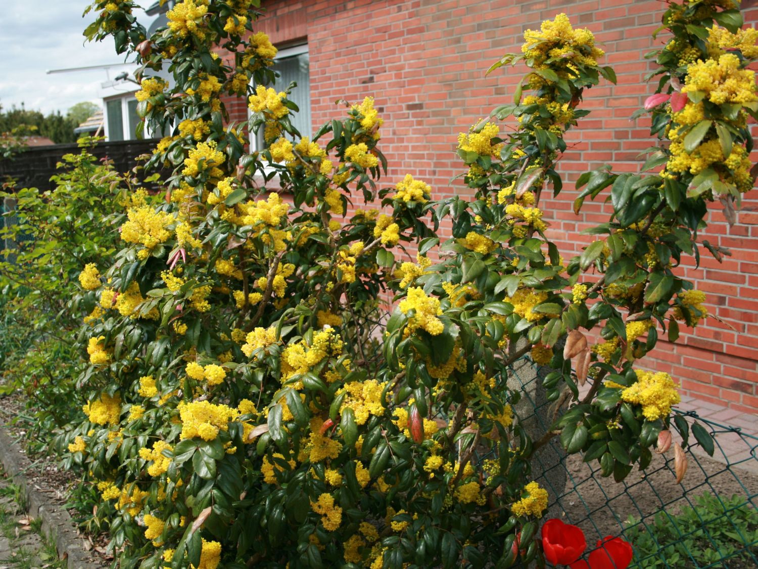 Mahonien (Mahonia)