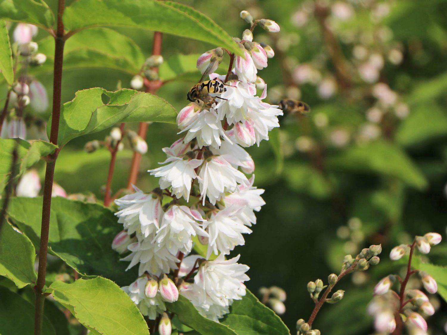 Maiblumen-Strauch / Gefüllter Sternchenstrauch Buntstifter 'Plena' - Deutzia scabra Buntstifter 'Plena'