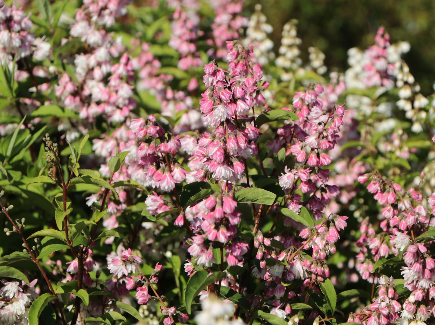 Maiblumen-Strauch / Gefüllter Sternchenstrauch Buntstifter 'Plena' - Deutzia scabra Buntstifter 'Plena'