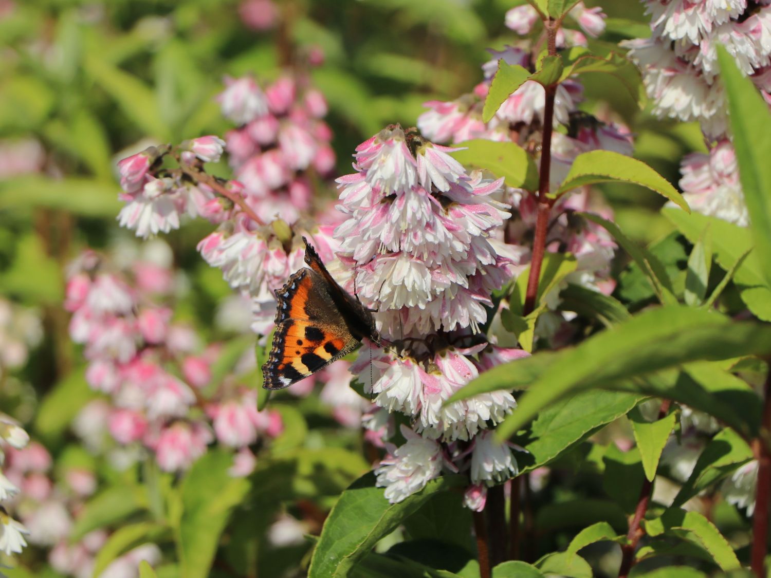 Maiblumen-Strauch / Gefüllter Sternchenstrauch Buntstifter 'Plena' - Deutzia scabra Buntstifter 'Plena'