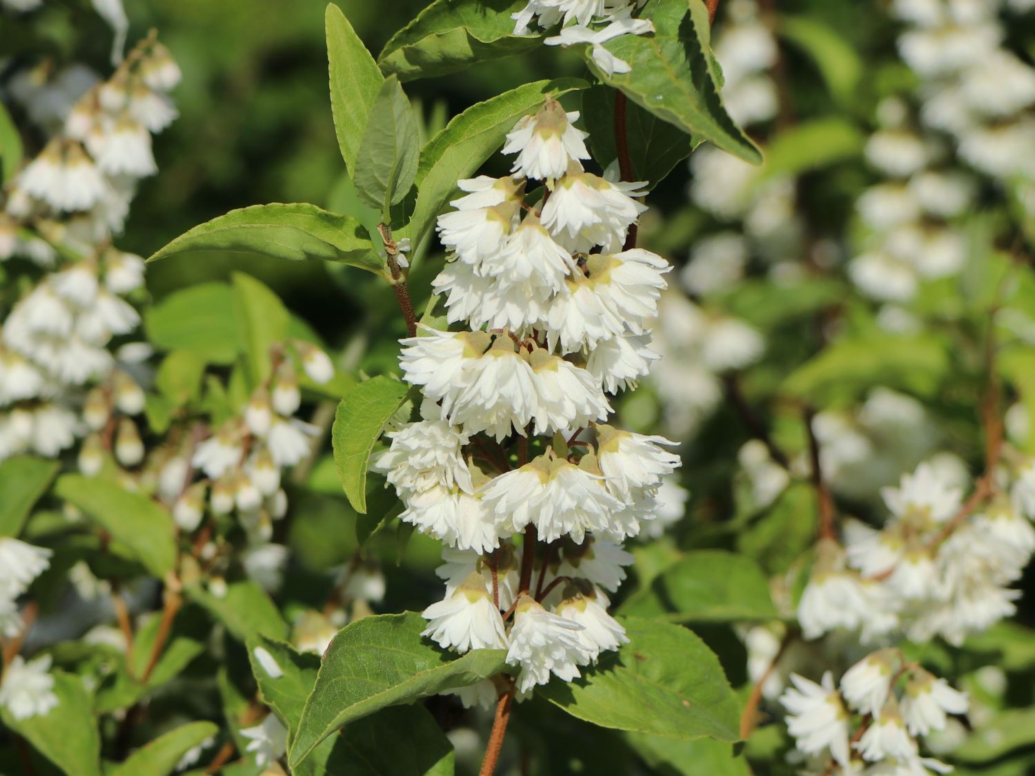 Maiblumen-Strauch / Gefüllter Sternchenstrauch Buntstifter 'Plena' - Deutzia scabra Buntstifter 'Plena'