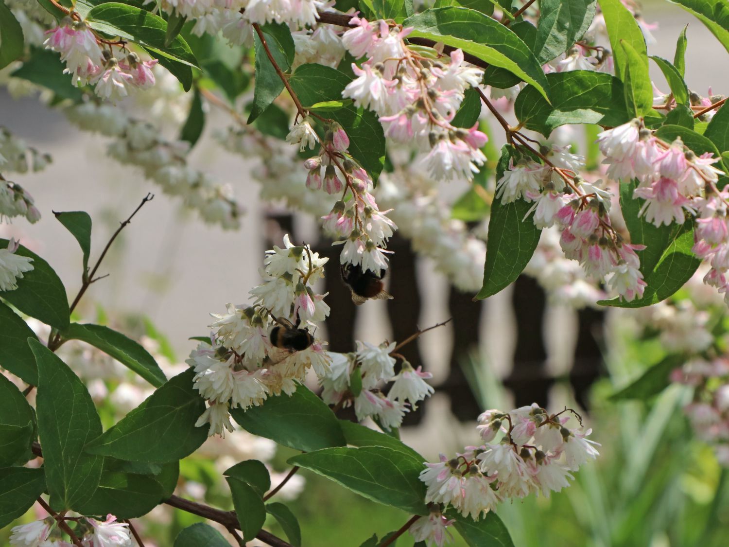 Maiblumen-Strauch / Gefüllter Sternchenstrauch Buntstifter 'Plena' - Deutzia scabra Buntstifter 'Plena'