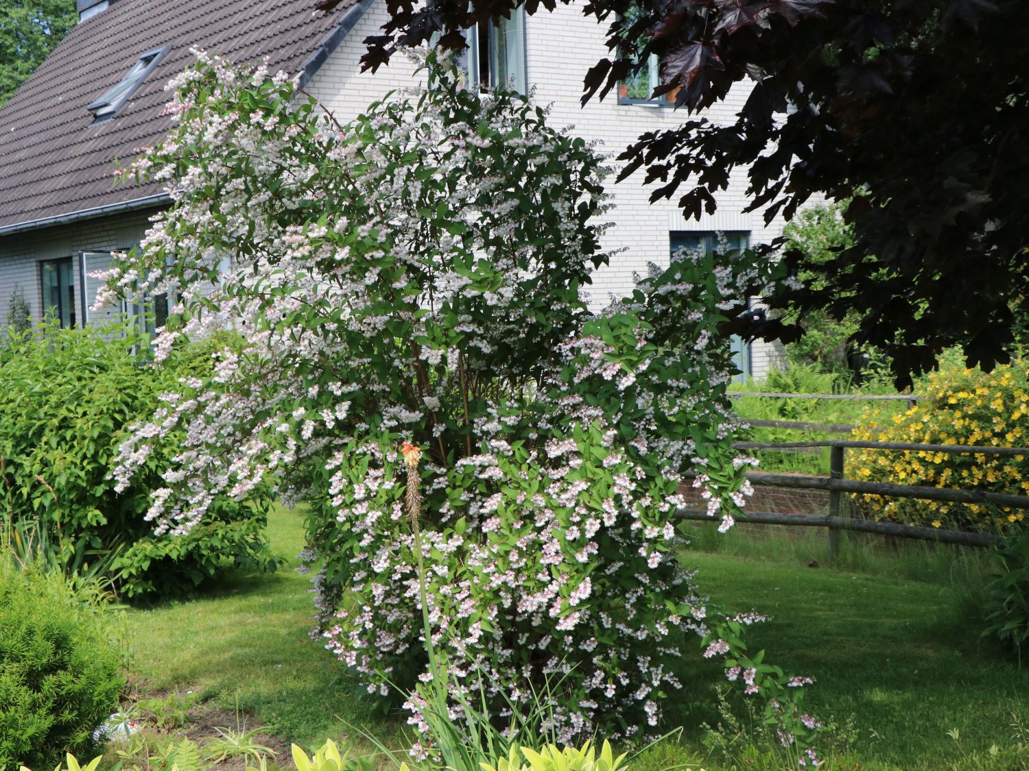 Maiblumen-Strauch / Gefüllter Sternchenstrauch Buntstifter 'Plena' - Deutzia scabra Buntstifter 'Plena'