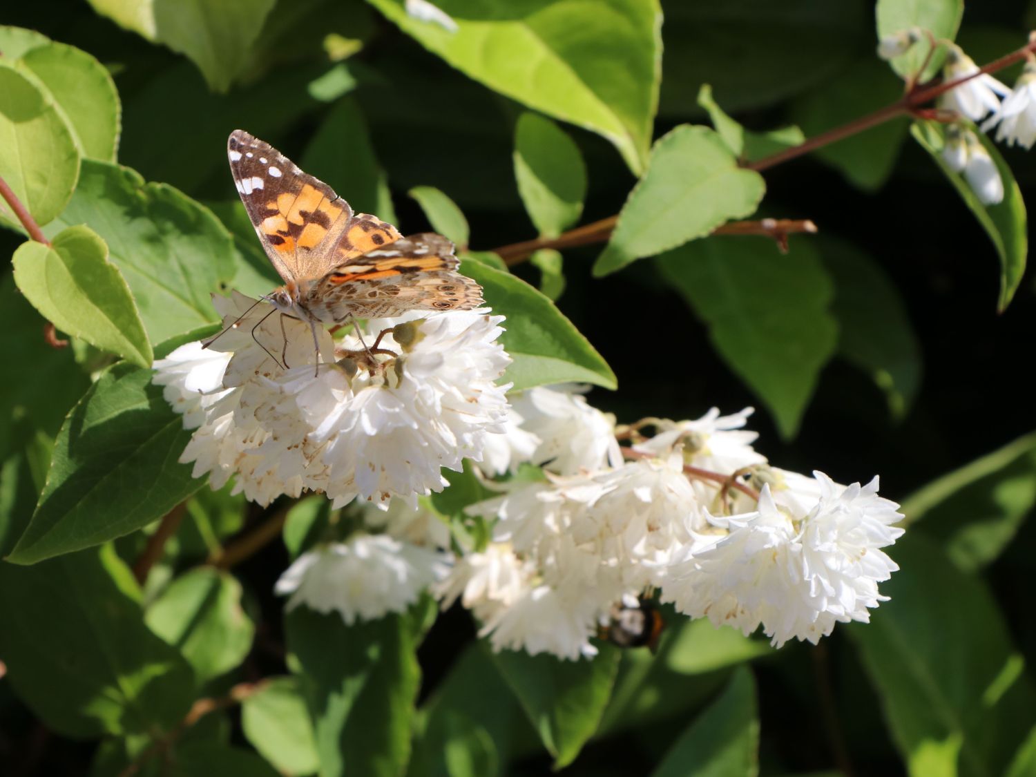 Maiblumen-Strauch / Gefüllter Sternchenstrauch Buntstifter 'Plena' - Deutzia scabra Buntstifter 'Plena'