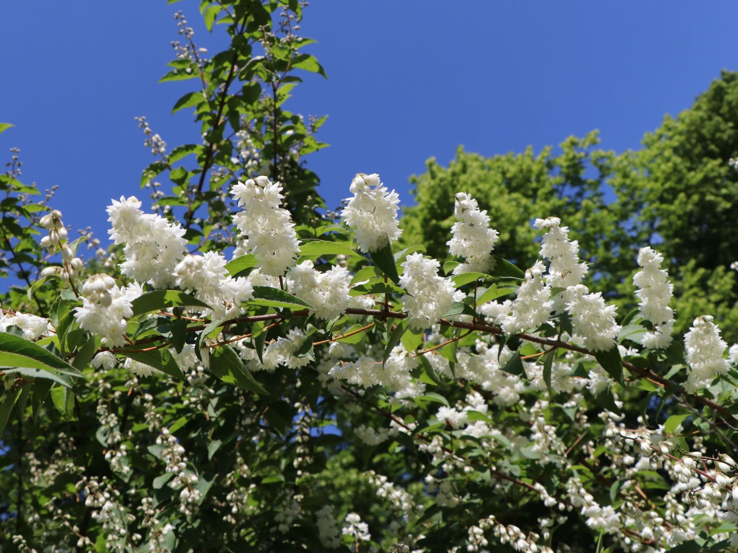 Maiblumen-Strauch / Gefüllter Sternchenstrauch Buntstifter 'Plena' - Deutzia scabra Buntstifter 'Plena'