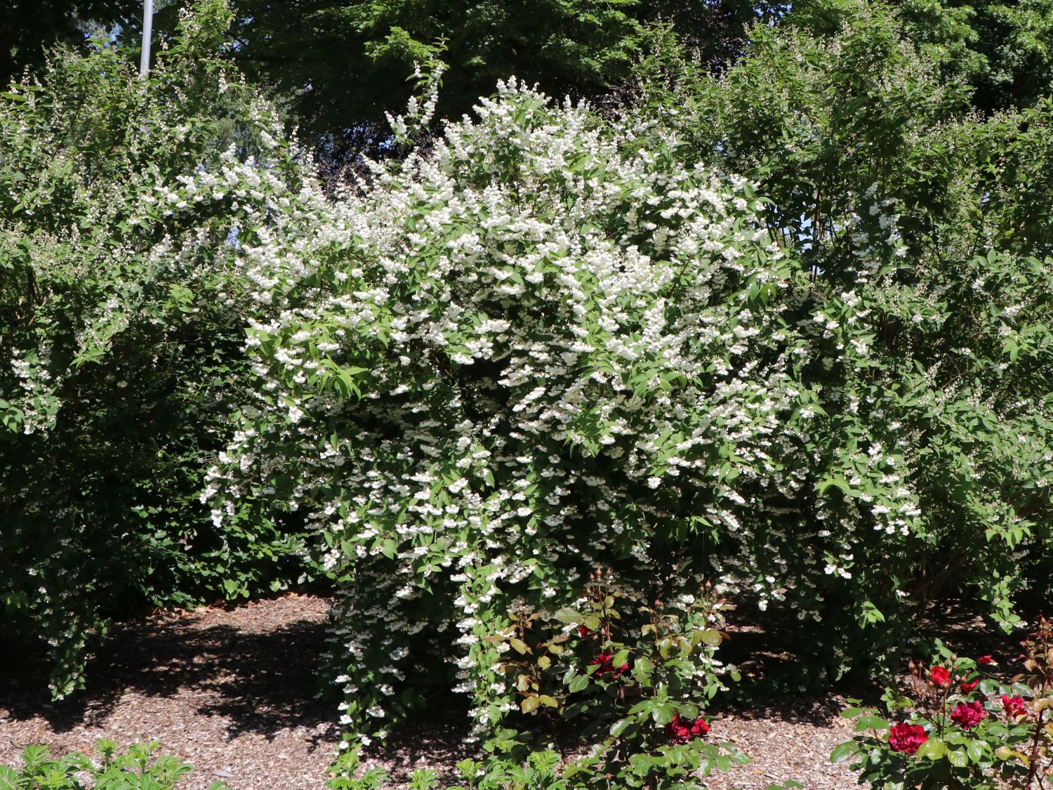 Maiblumen-Strauch / Gefüllter Sternchenstrauch Buntstifter 'Plena' - Deutzia scabra Buntstifter 'Plena'