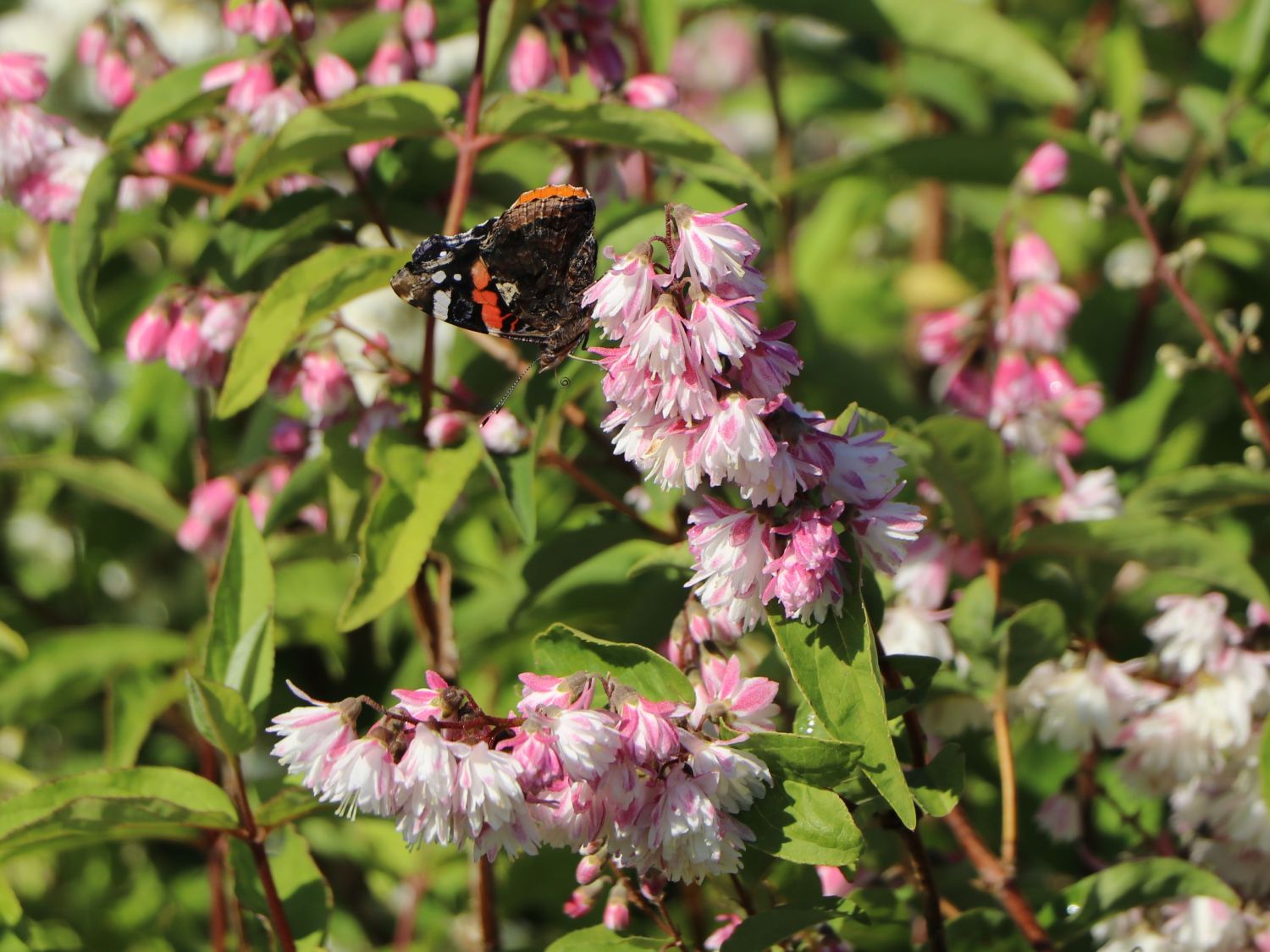 Maiblumen-Strauch / Gefüllter Sternchenstrauch Buntstifter 'Plena' - Deutzia scabra Buntstifter 'Plena'