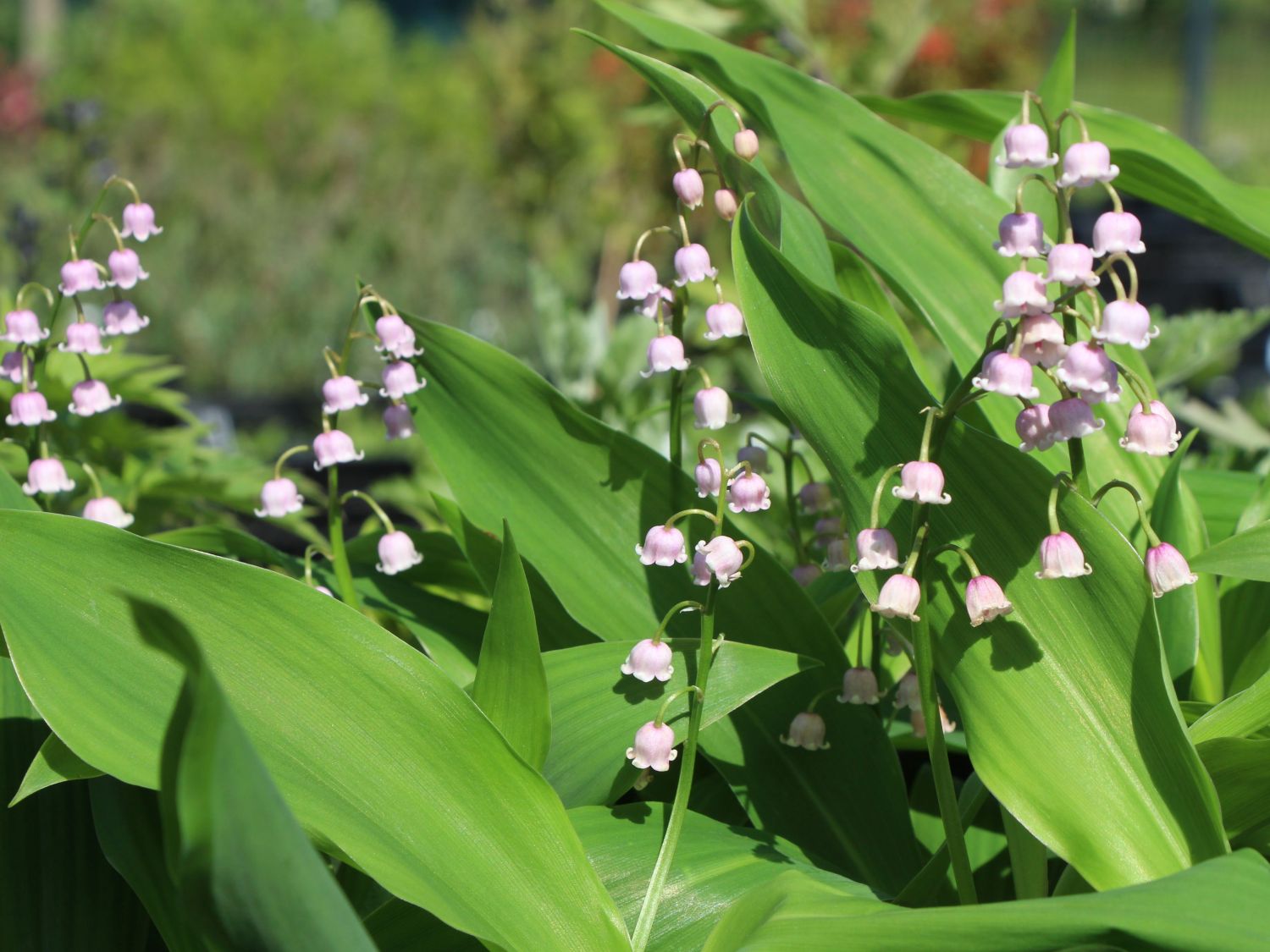 Convallaria (Convallaria)