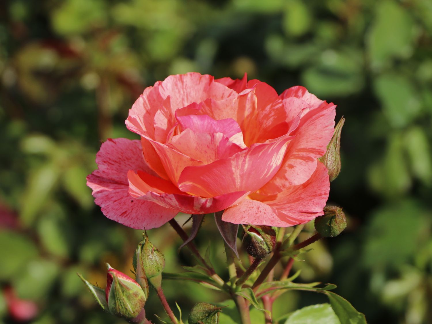 Malerrose 'Grimaldi' ®