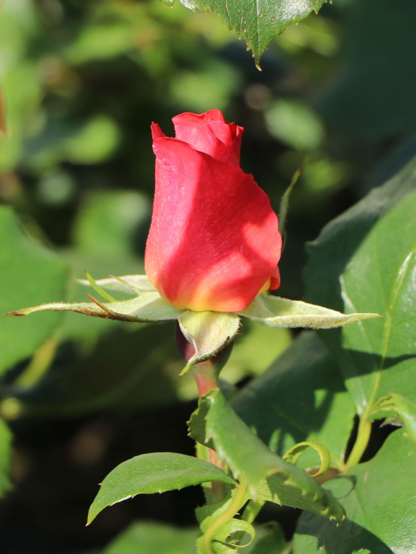 Malerrose 'Grimaldi' ® - Rosa 'Grimaldi' ®