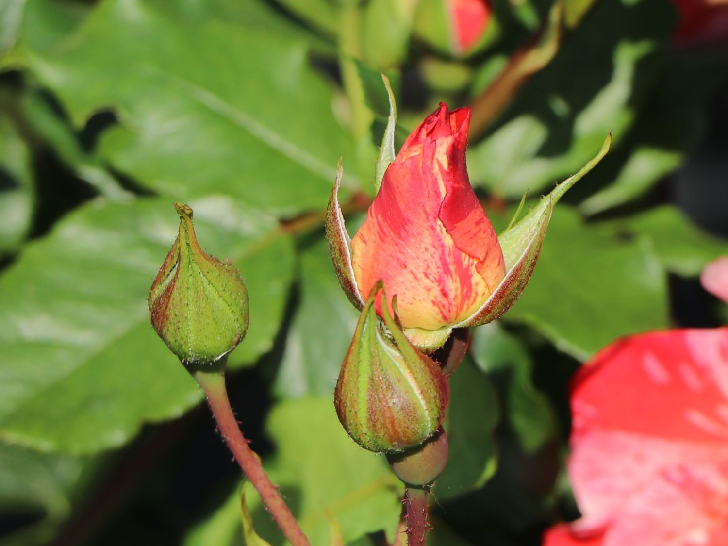 Malerrose 'Grimaldi' ® - Rosa 'Grimaldi' ®