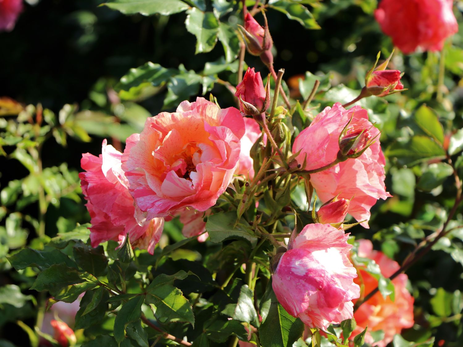 Malerrose 'Grimaldi' ® - Rosa 'Grimaldi' ®