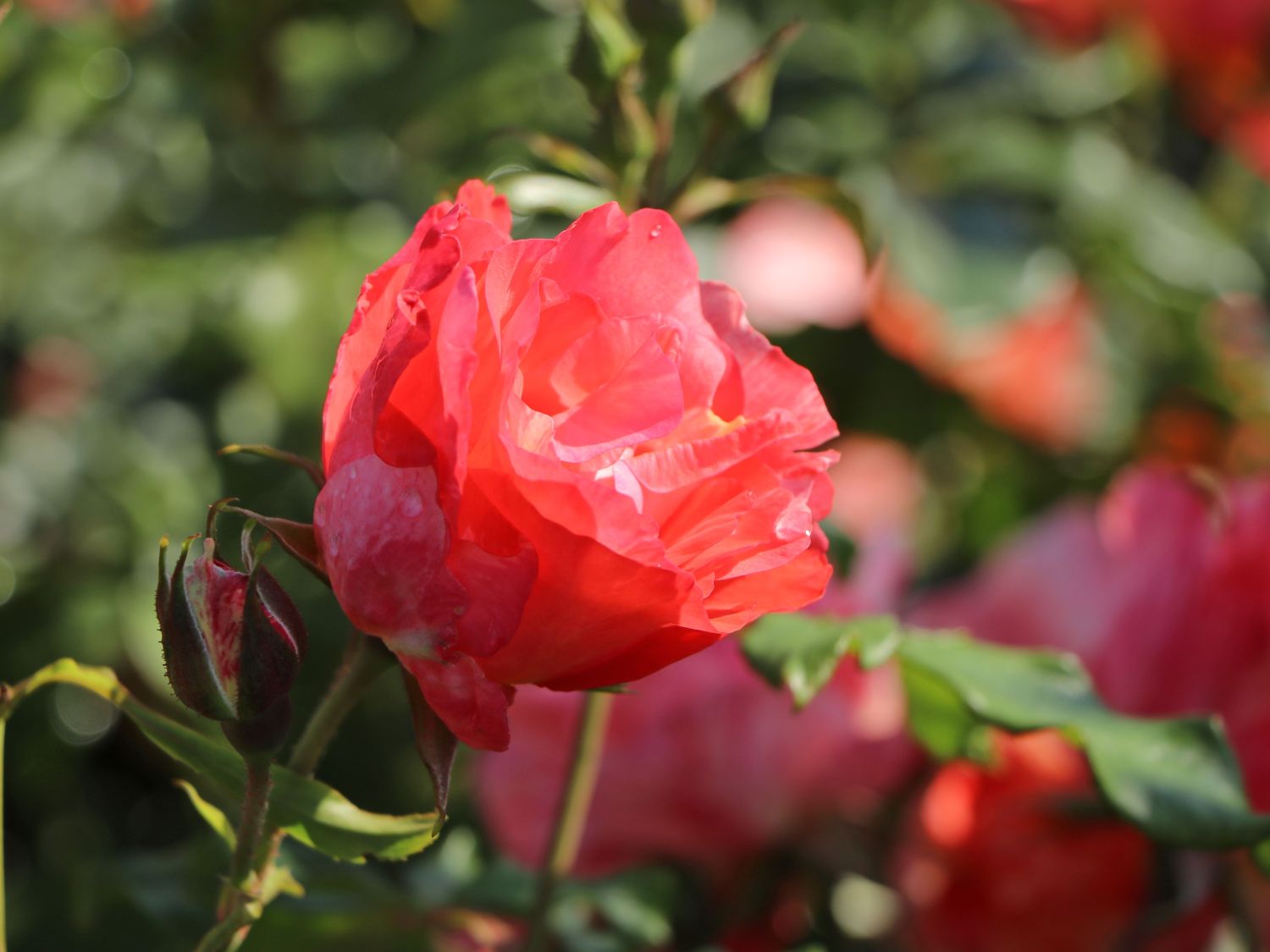 Malerrose 'Grimaldi' ® - Rosa 'Grimaldi' ®