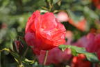 Malerrose 'Grimaldi' ® - Rosa 'Grimaldi' ®